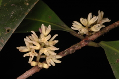Chionanthus leprocarpus var. courtallensis